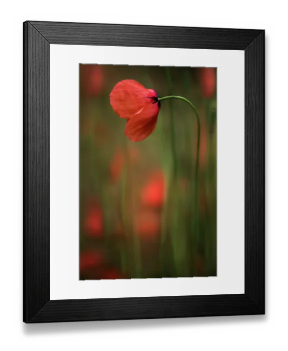 Framed Print : Corn poppy Framed Print : Corn poppy