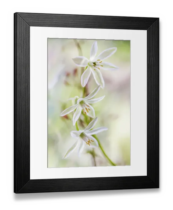 Framed Print : Ornithogalum Framed Print : Ornithogalum