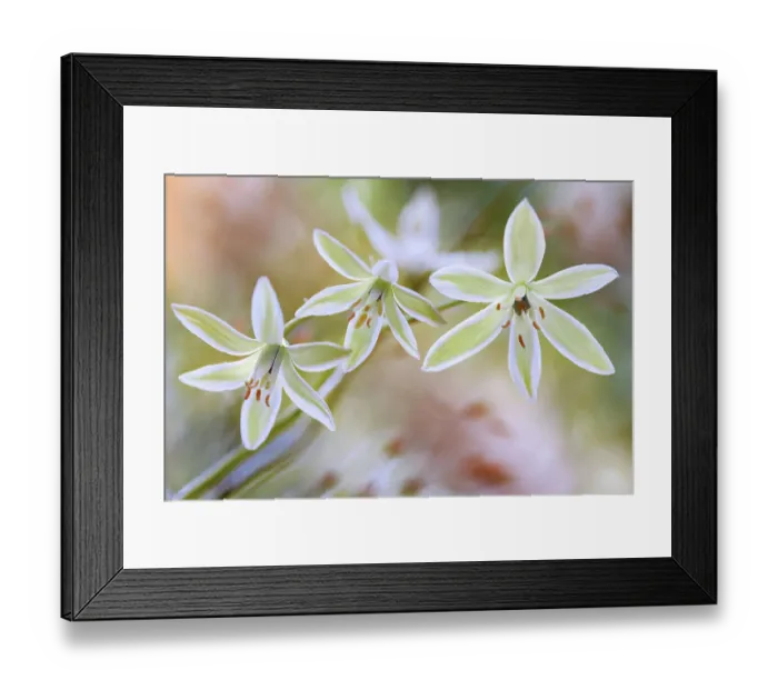 Framed Print : Ornithogalum Framed Print : Ornithogalum