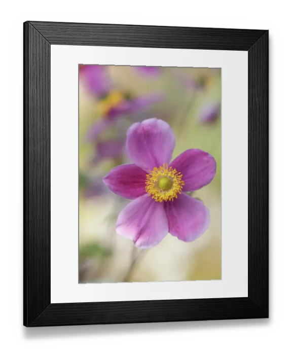 Framed Print : Japanese Anemone Framed Print : Japanese Anemone