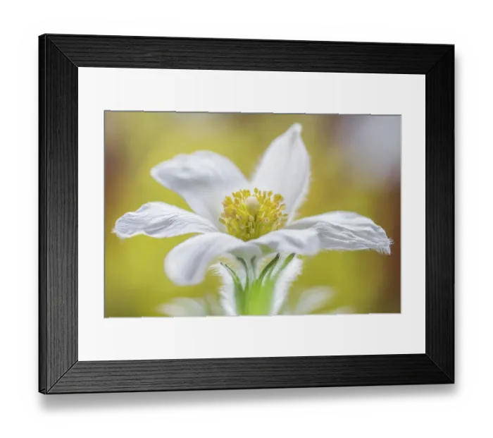 Framed Print : Pasque flower Framed Print : Pasque flower
