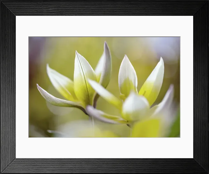 Framed Print : Tulipa Tarda Framed Print : Tulipa Tarda