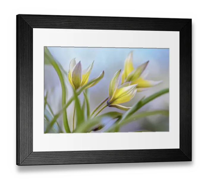 Framed Print : Tulipa Tarda Framed Print : Tulipa Tarda