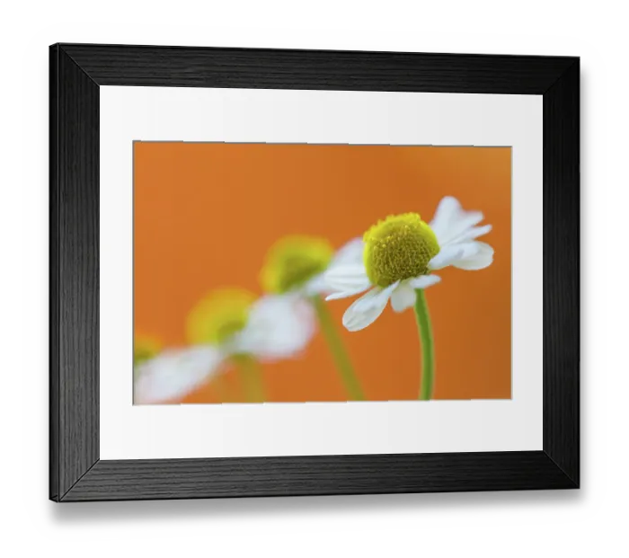 Framed Print : Chamomile. Close up of the tiny wildflower Chamomile Framed Print : Chamomile. Close up of the tiny wildflower Chamomile