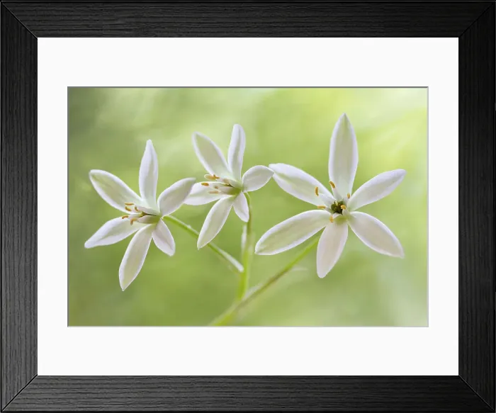 Framed Print : Star of Bethlehem Framed Print : Star of Bethlehem