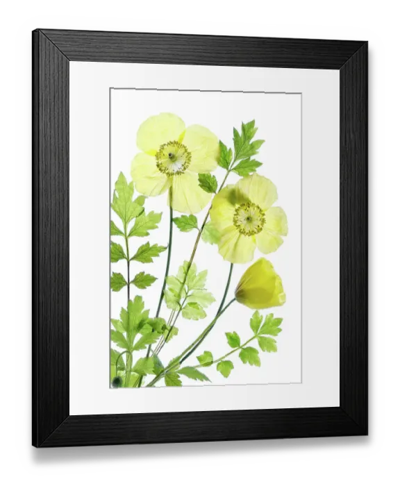 Framed Print : Welsh poppy Framed Print : Welsh poppy