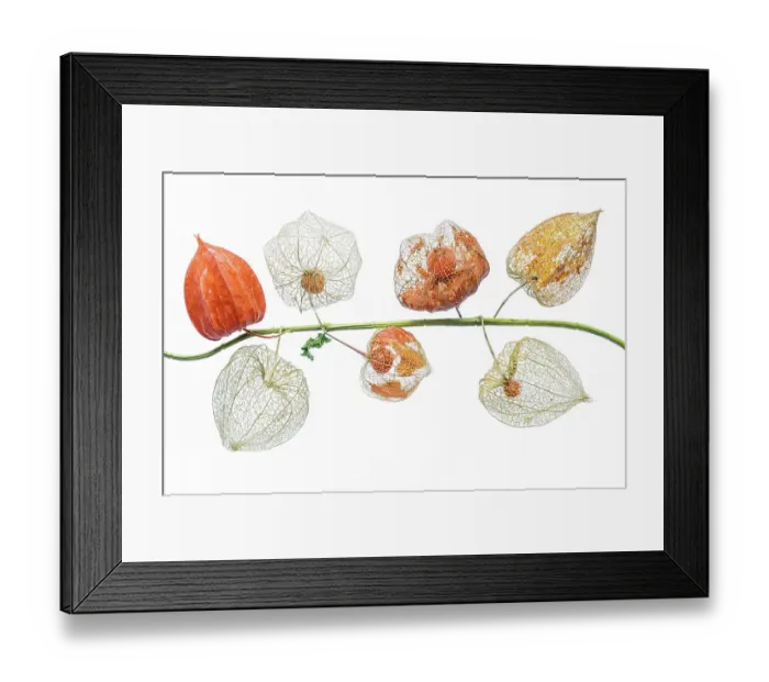 Framed Print : Lanterns. A stem of Physalis Franchetii pods also known as Chinese lanterns Framed Print : Lanterns. A stem of Physalis Franchetii pods also known as Chinese lanterns