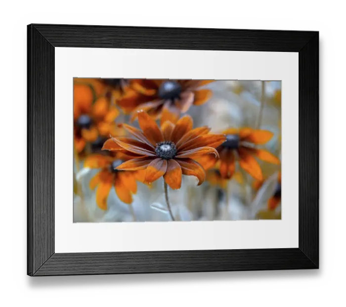 Framed Print : Rudbeckia. Close up image of the colourful flowers of the Rudbeckia garden plant Framed Print : Rudbeckia. Close up image of the colourful flowers of the Rudbeckia garden plant