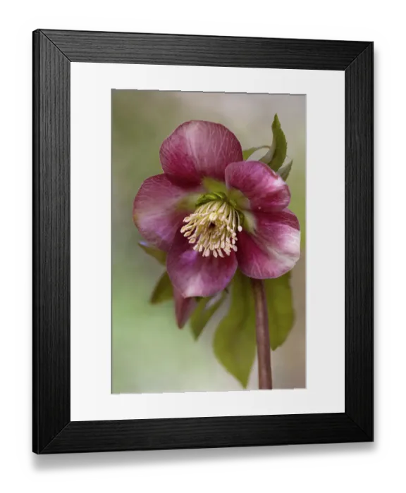 Framed Print : Hellebore flower, also known as Christmas rose Framed Print : Hellebore flower, also known as Christmas rose