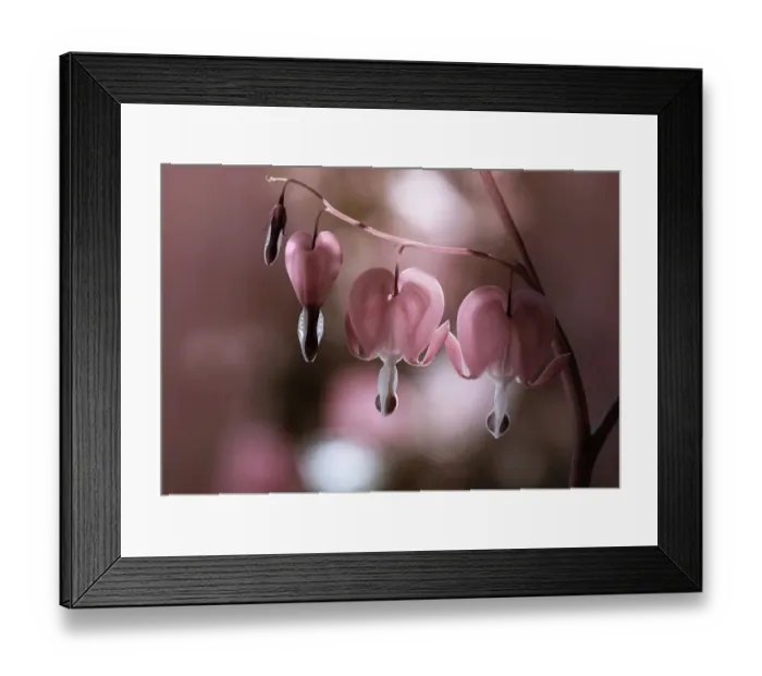 Framed Print : Dicentra flowers, also known as bleeding heart flower Framed Print : Dicentra flowers, also known as bleeding heart flower