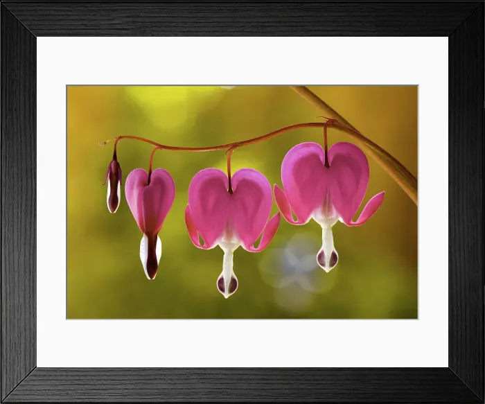 Framed Print : Dicentra. The Dicentra Spectabilis flower, also known as the Bleeding heart flower Framed Print : Dicentra. The Dicentra Spectabilis flower, also known as the Bleeding heart flower