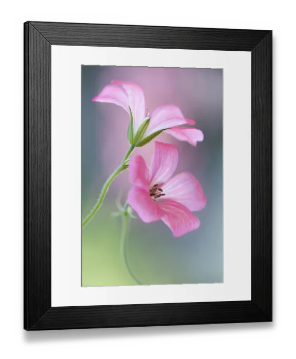 Framed Print : Cranesbill Framed Print : Cranesbill