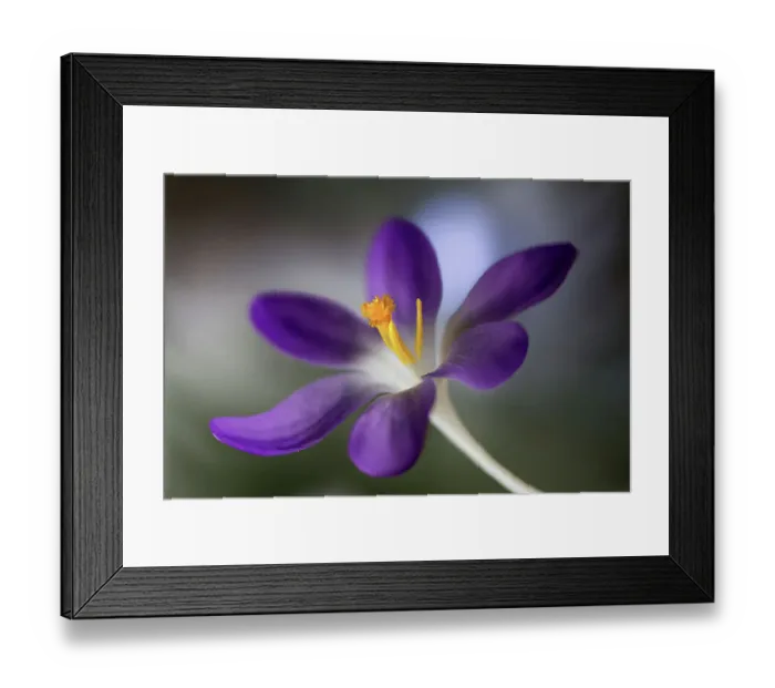 Framed Print : Crocus. Early Spring flowering Crocus flower Framed Print : Crocus. Early Spring flowering Crocus flower