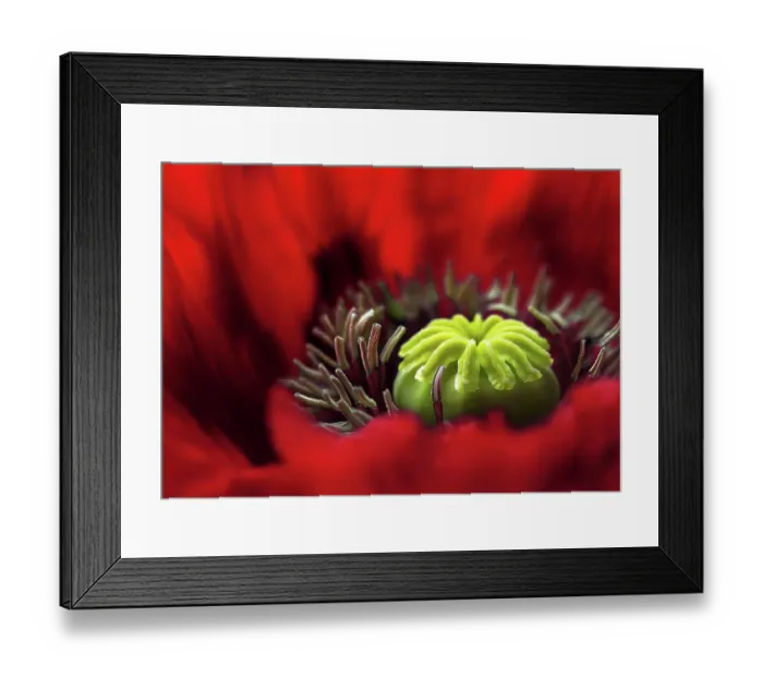 Framed Print : Poppy. Macro image of an Oriental Poppy Framed Print : Poppy. Macro image of an Oriental Poppy