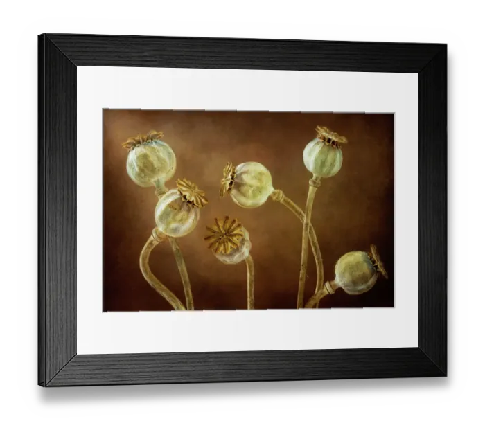 Framed Print : Poppy seedheads Framed Print : Poppy seedheads