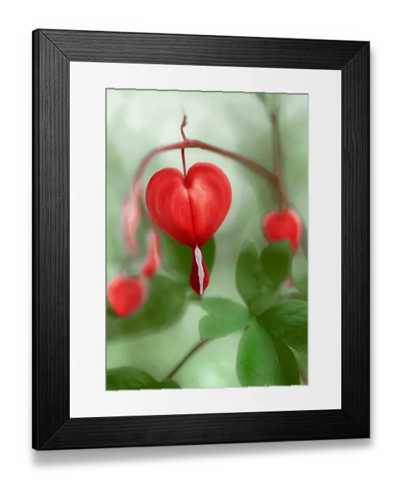 Framed Print : Dicentra spectabilis Framed Print : Dicentra spectabilis