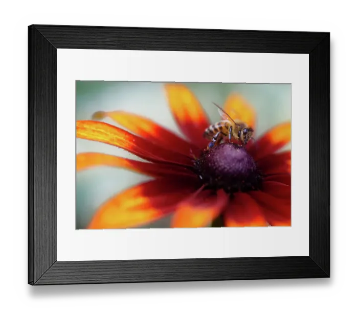 Framed Print : Bee on Gaillardia flower