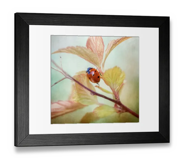Framed Print : Spirea lady Framed Print : Spirea lady