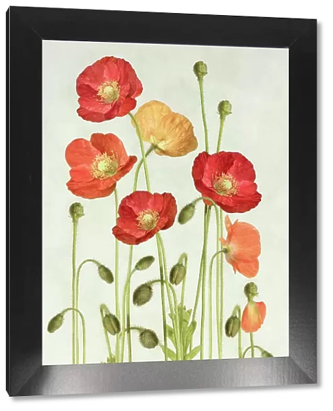 Poppies flower against white background