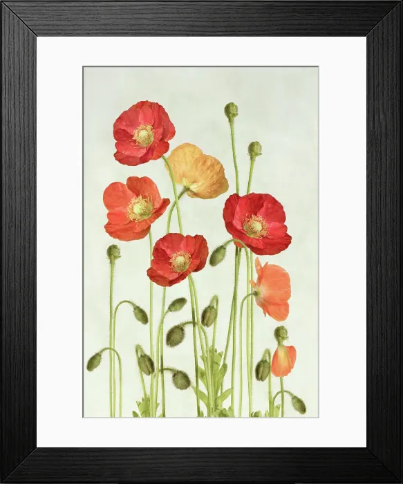 Framed Print : Poppies flower against white background Framed Print : Poppies flower against white background