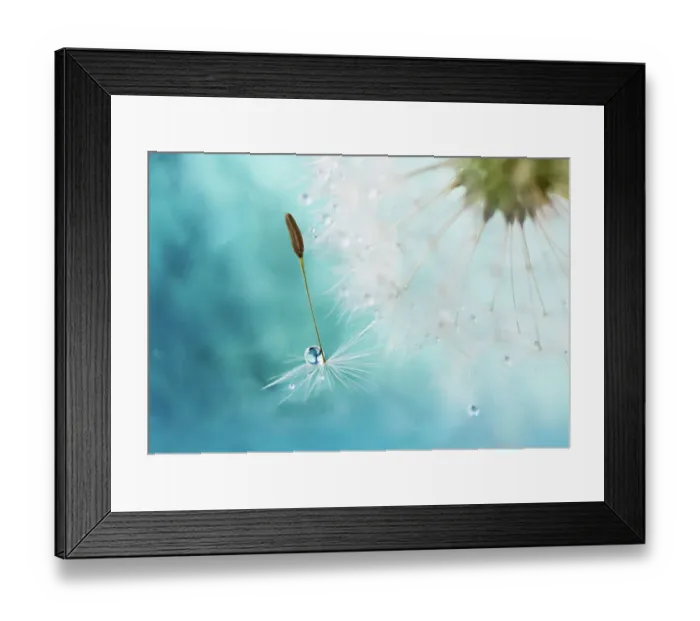 Framed Print : Dandy dew. Dandelion seed with dewdrop Framed Print : Dandy dew. Dandelion seed with dewdrop