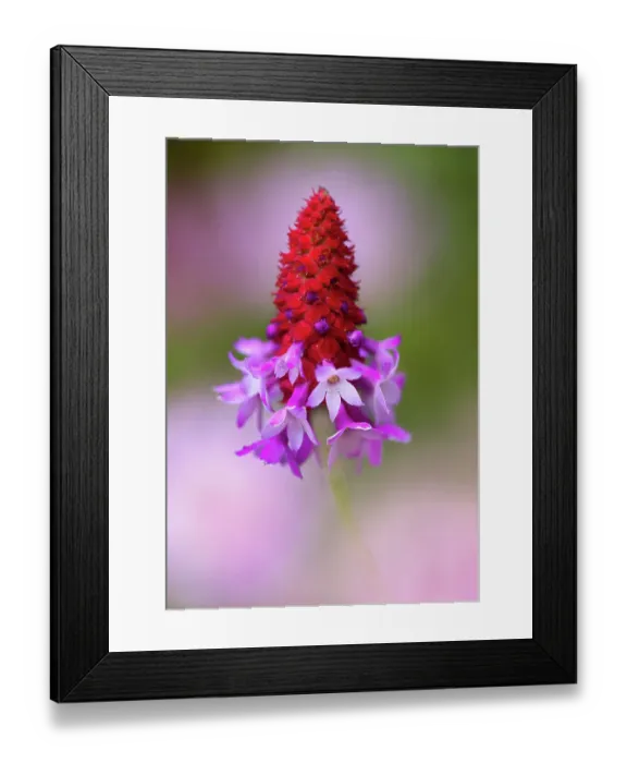 Framed Print : Primula Vialii