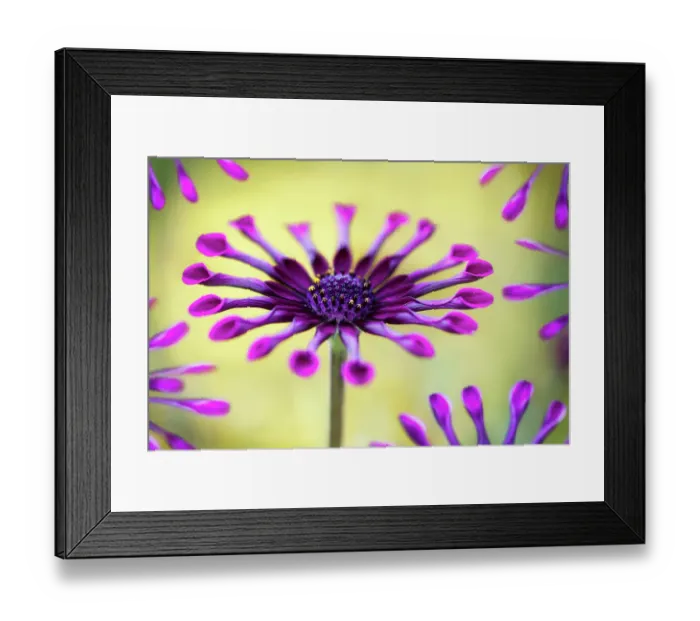 Framed Print : Whirlygig. Close up of the Osteospermum Whirlygig flower Framed Print : Whirlygig. Close up of the Osteospermum Whirlygig flower