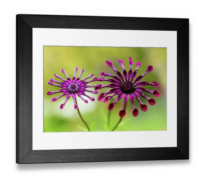 Framed Print : Whirlygig daisies Framed Print : Whirlygig daisies