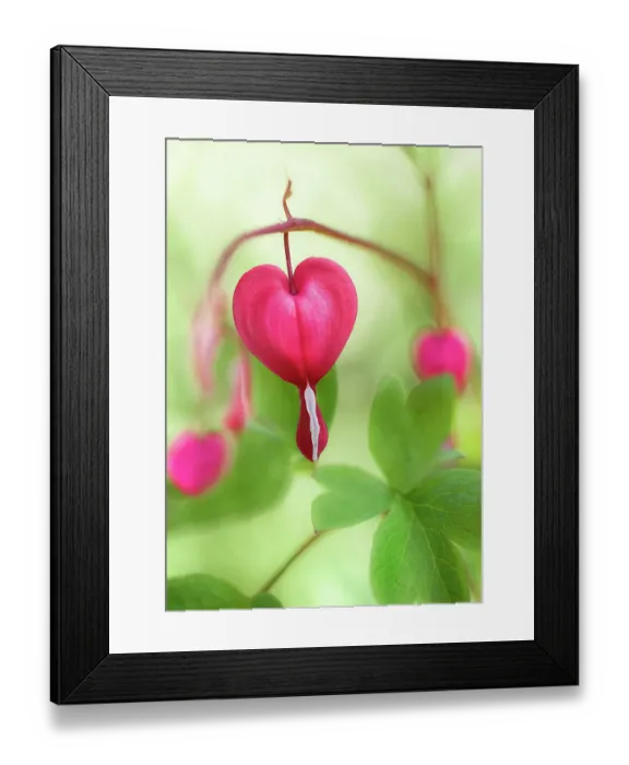 Framed Print : Dicentra dream Framed Print : Dicentra dream