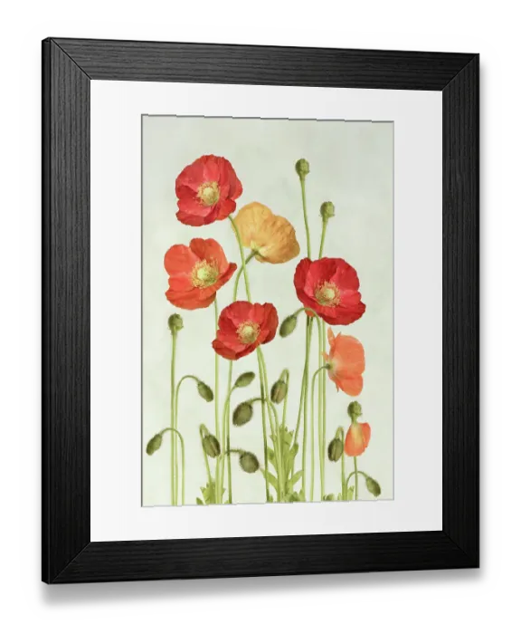 Framed Print : Poppies. Poppy flowers still life Framed Print : Poppies. Poppy flowers still life