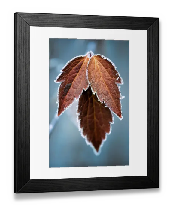 Framed Print : Frosty leaves