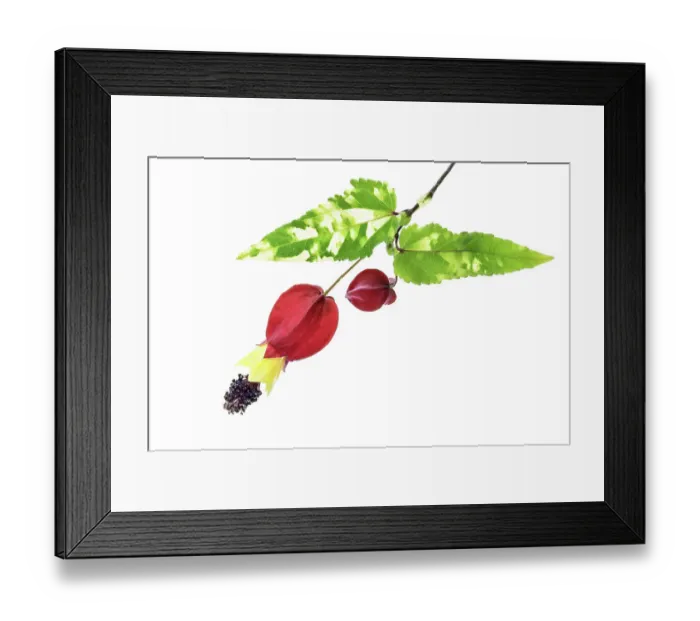 Framed Print : Abutilon megapotamicum variegata, also known as Flowering maple Framed Print : Abutilon megapotamicum variegata, also known as Flowering maple