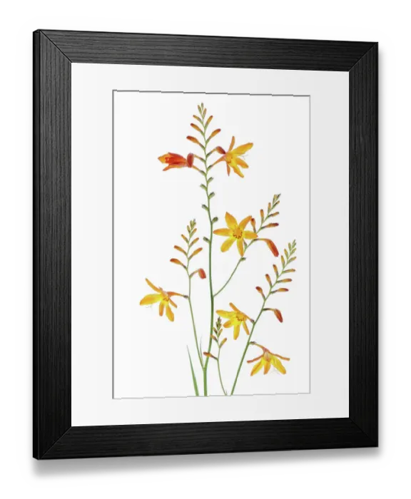 Framed Print : Montbretia Framed Print : Montbretia