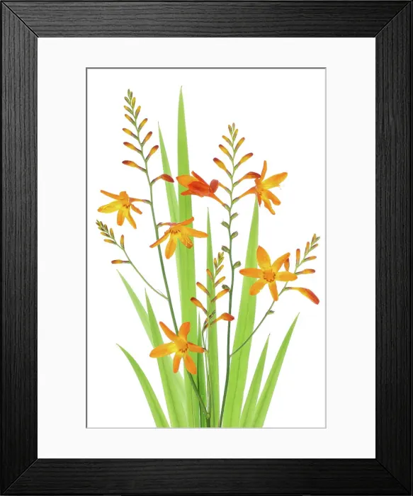 Framed Print : Montbretia Framed Print : Montbretia