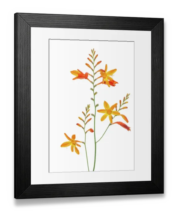 Framed Print : Montbretia Framed Print : Montbretia