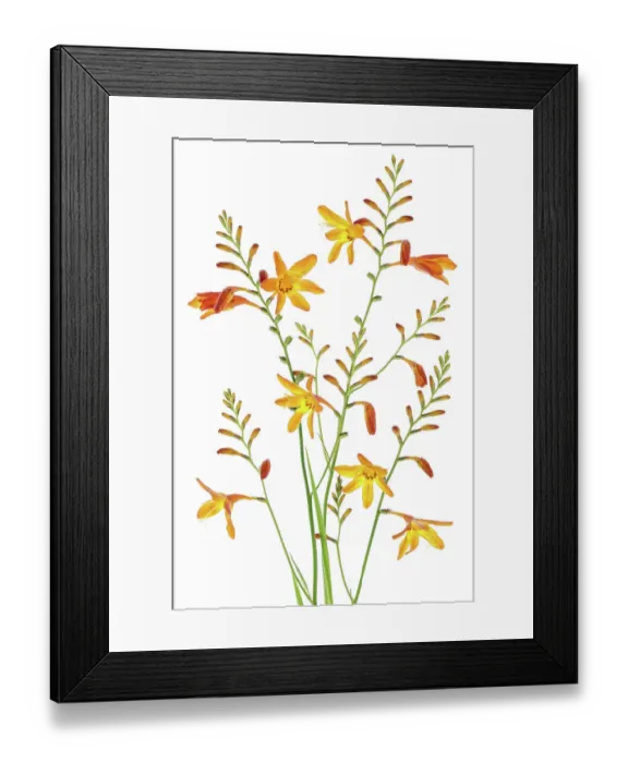 Framed Print : Montbretia Framed Print : Montbretia