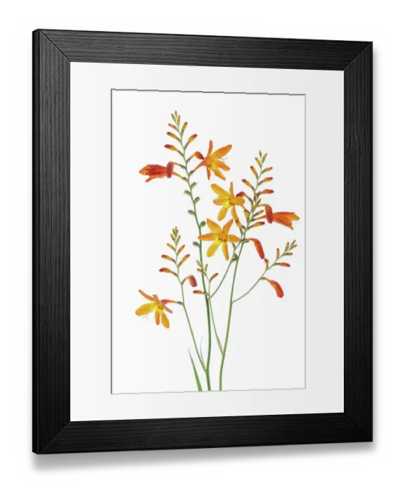 Framed Print : Montbretia Framed Print : Montbretia