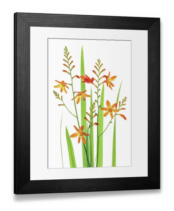 Framed Print : Montbretia Framed Print : Montbretia