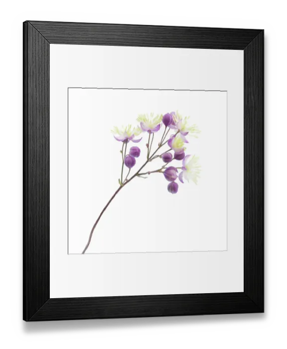 Framed Print : Thalictrum Framed Print : Thalictrum