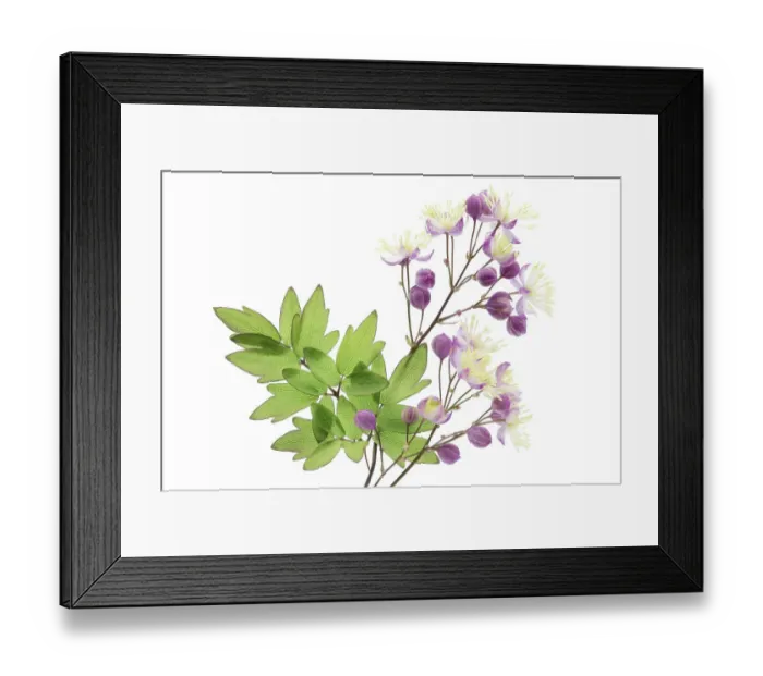 Framed Print : Thalictrum Framed Print : Thalictrum