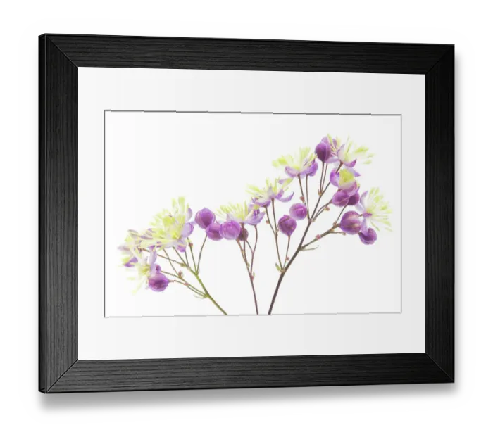 Framed Print : Thalictrum Framed Print : Thalictrum