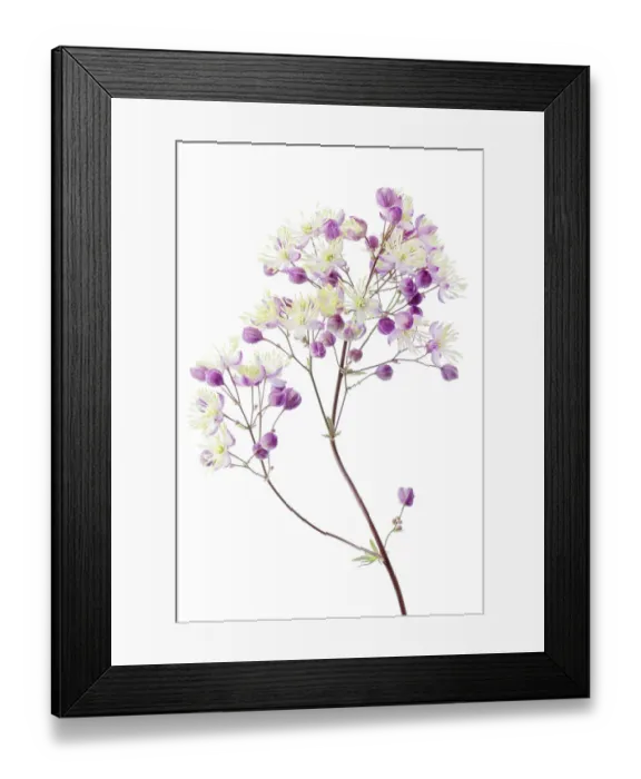 Framed Print : Thalictrum Framed Print : Thalictrum