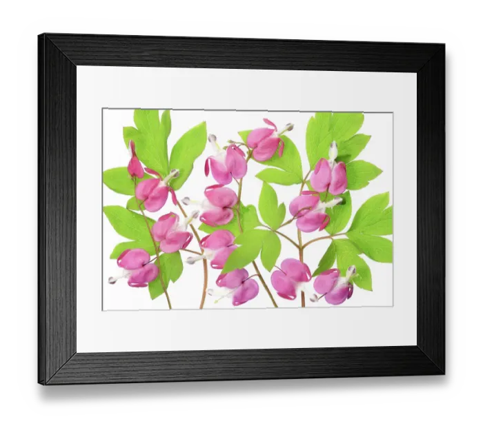 Framed Print : Dicentra Lamprocapnos Framed Print : Dicentra Lamprocapnos