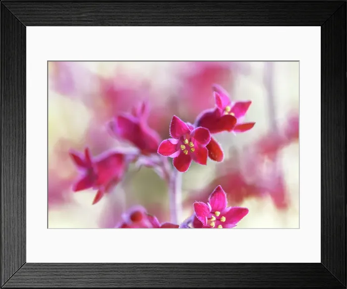 Framed Print : Heurchera. Tiny deep pink flowers of the summer flowering herbaceous perennial Framed Print : Heurchera. Tiny deep pink flowers of the summer flowering herbaceous perennial