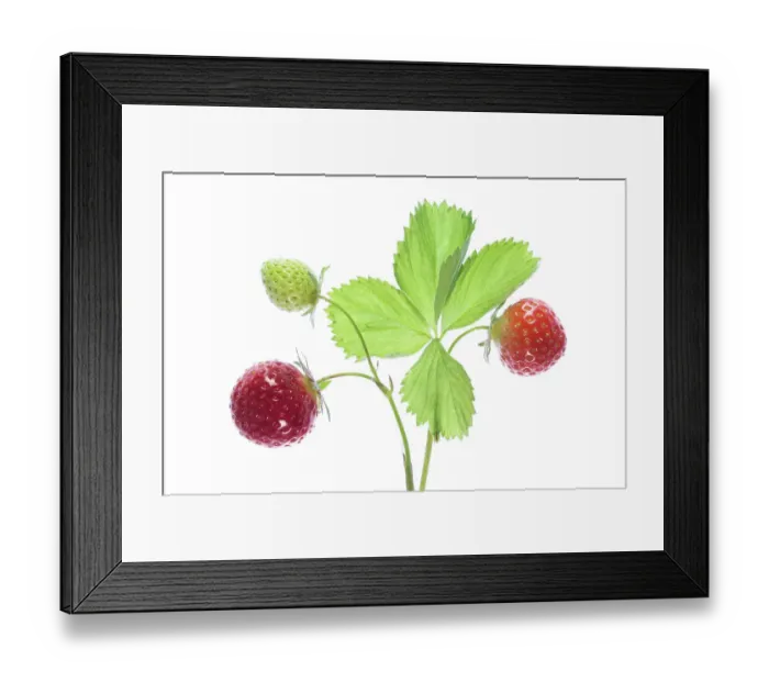 Framed Print : Strawberry fruits Framed Print : Strawberry fruits