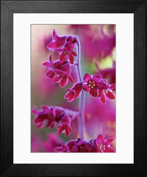Framed Print : Heurchera. Tiny deep pink flowers of the summer flowering herbaceous perennial Framed Print : Heurchera. Tiny deep pink flowers of the summer flowering herbaceous perennial