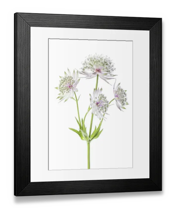Framed Print : Astrantia major Framed Print : Astrantia major