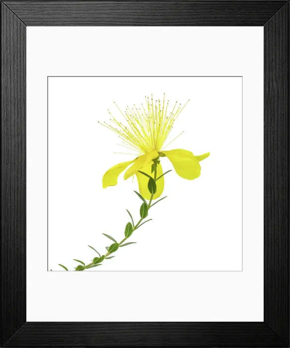 Framed Print : Alpine Hypericum Olympicum