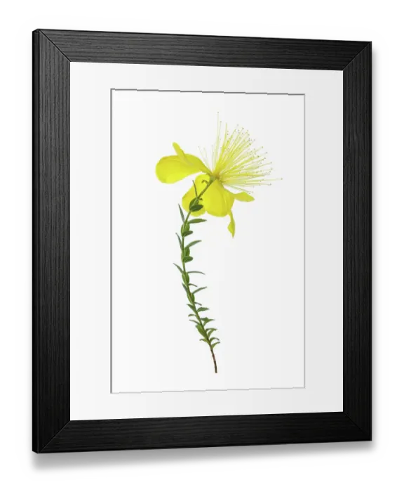 Framed Print : Alpine Hypericum Olympicum Framed Print : Alpine Hypericum Olympicum