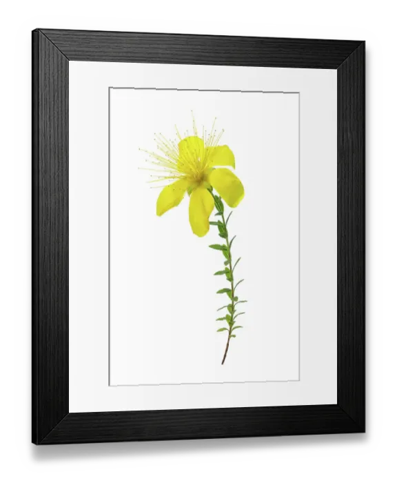 Framed Print : Alpine Hypericum Olympicum Framed Print : Alpine Hypericum Olympicum